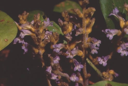 Orobanche ramosa 1