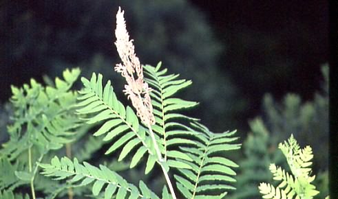 Osmunda regalis 1