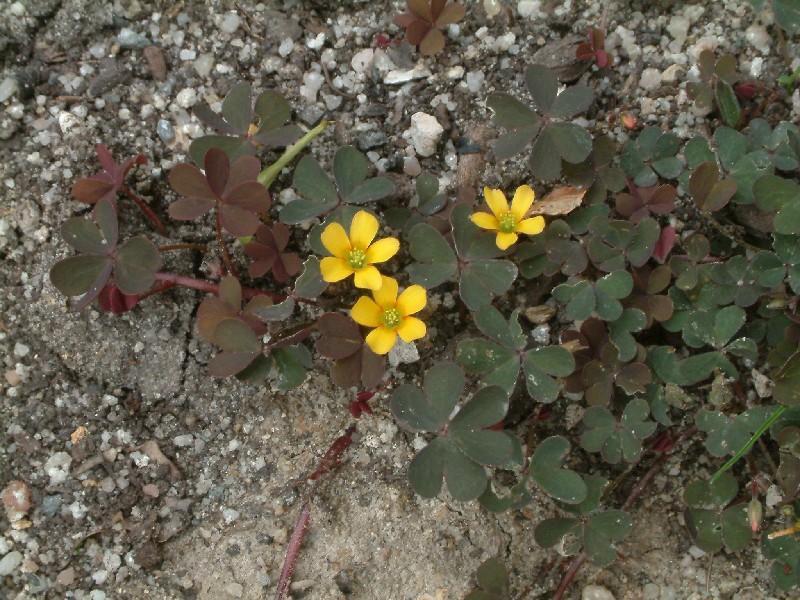 Oxalis corniculata 1