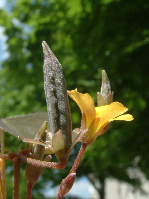 Oxalis corniculata 2