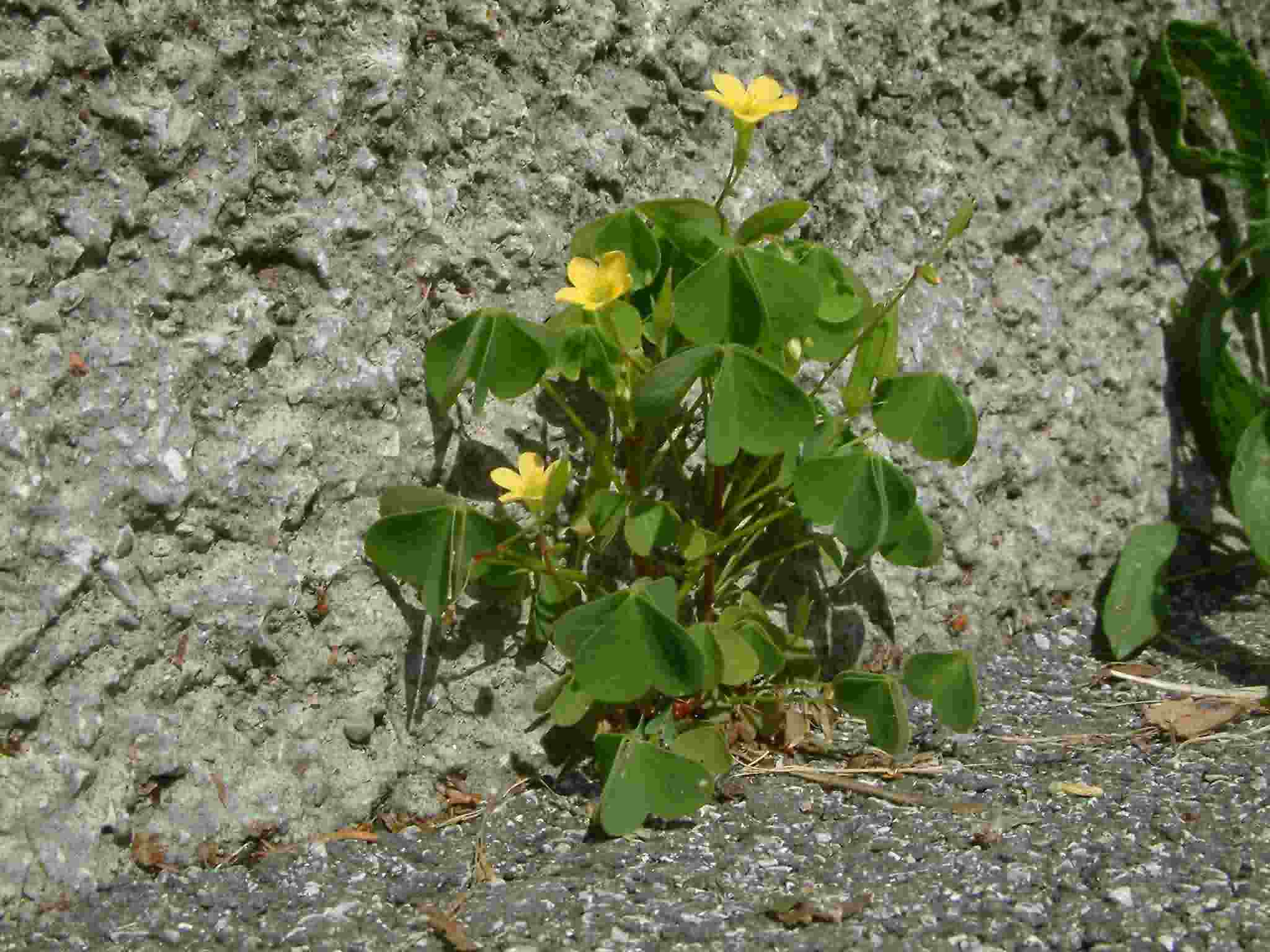 Oxalis stricta 1