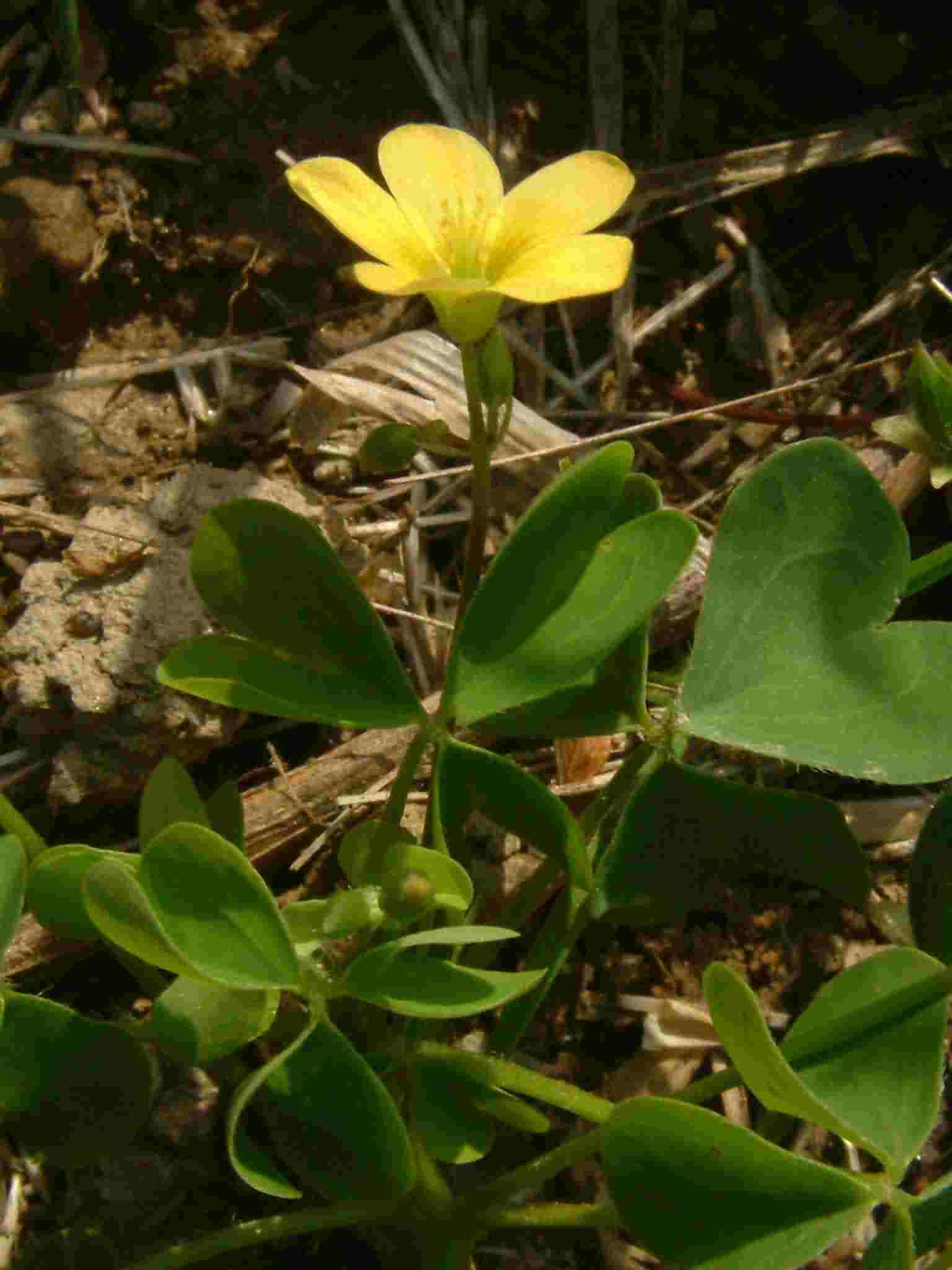 Oxalis stricta 2