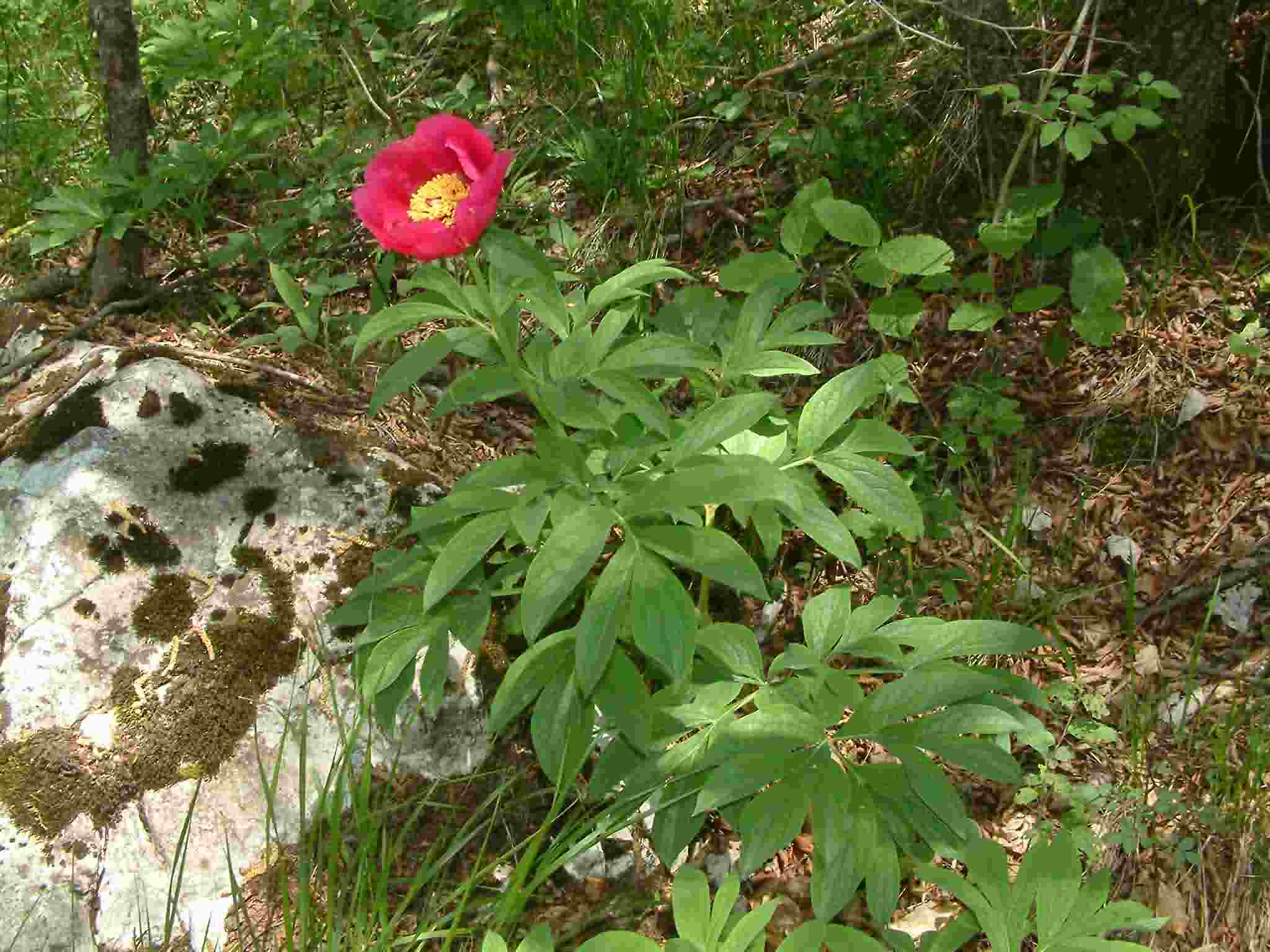 Paeonia officinalis 1