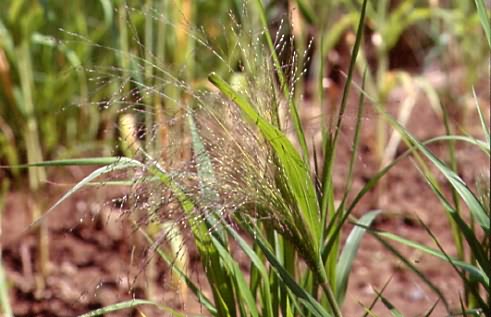 Panicum capillare 1