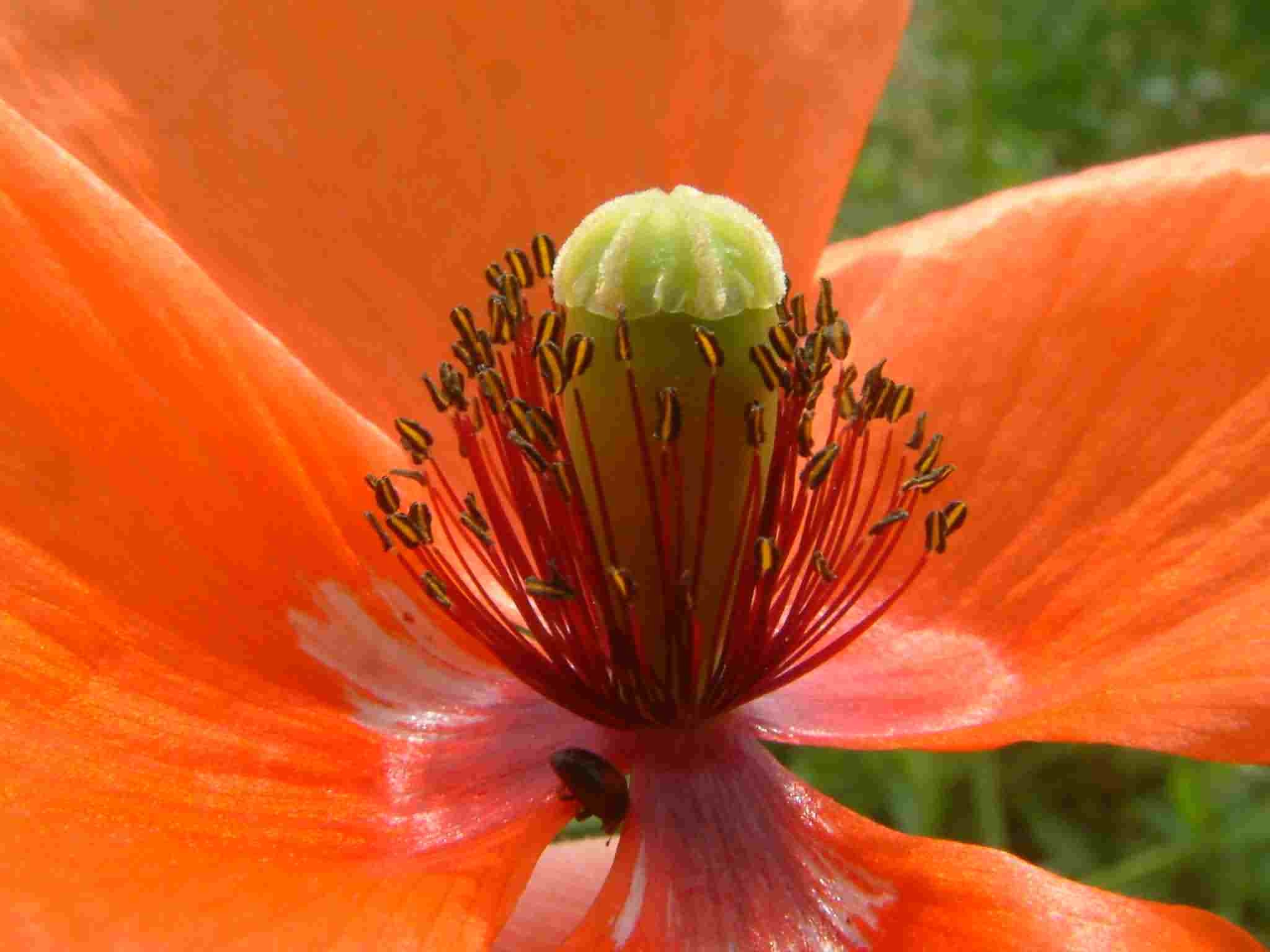 Papaver dubium 2