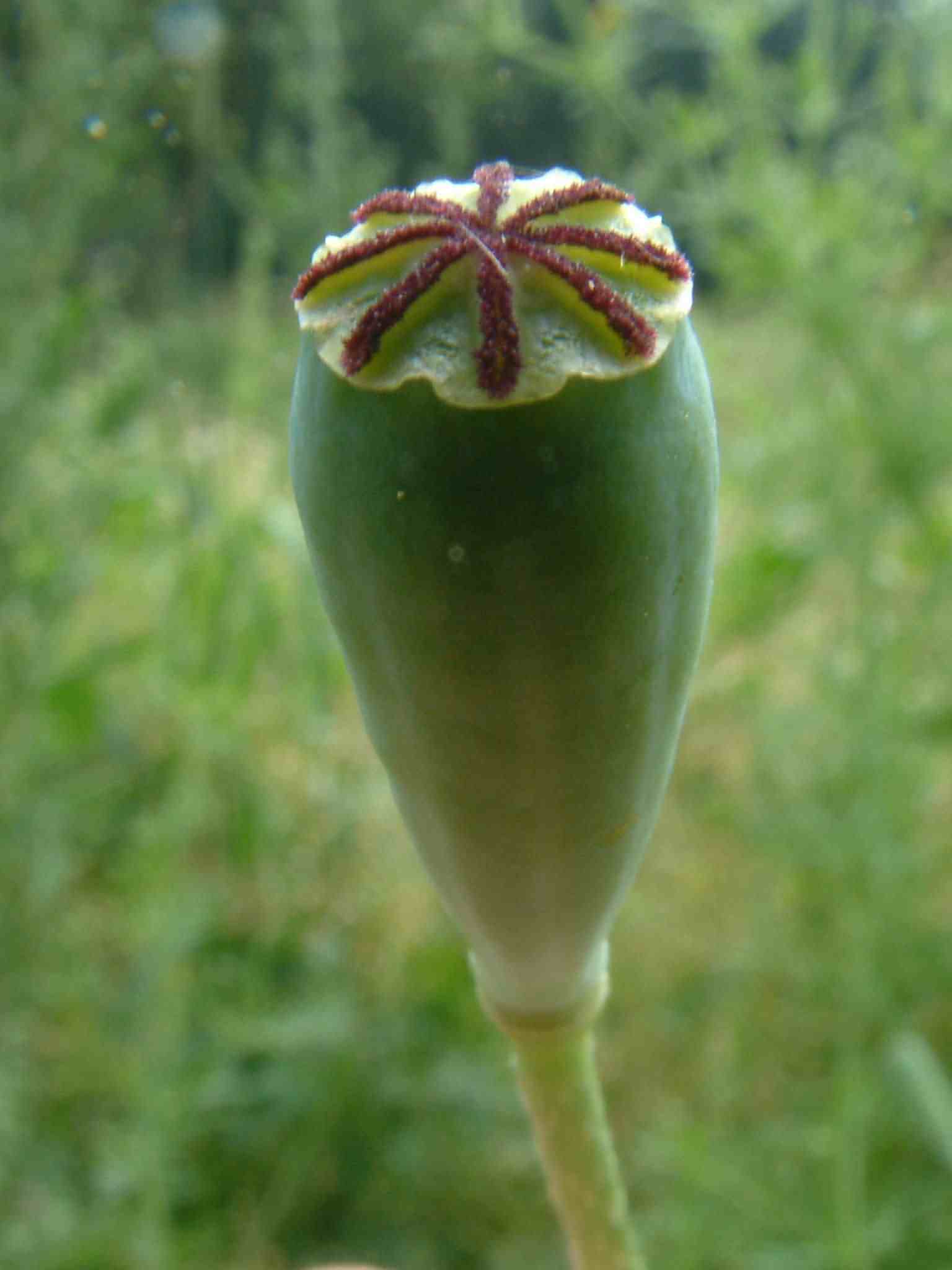 Papaver dubium 3