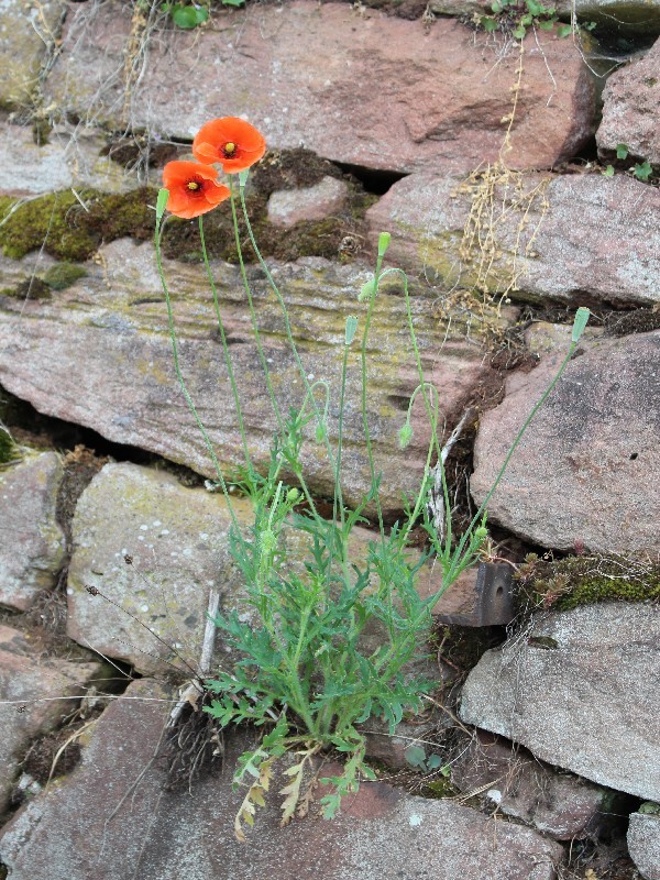 Papaver dubium 1