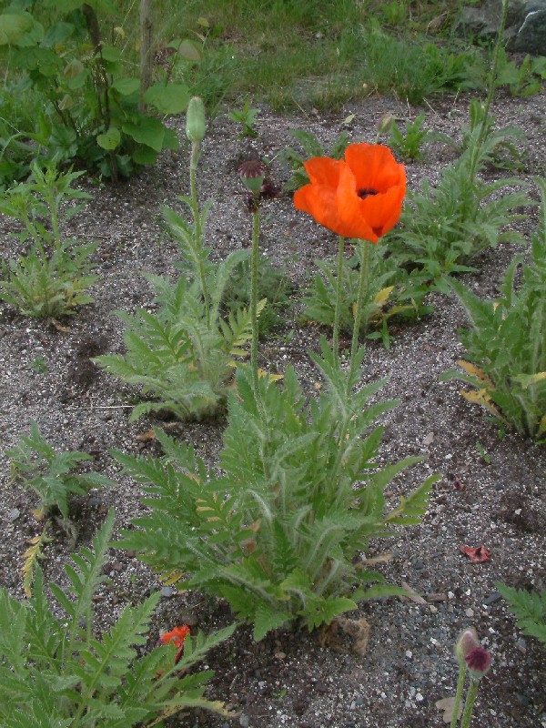 Papaver orientale 1