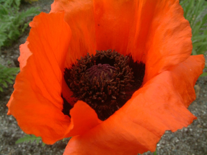 Papaver orientale 2