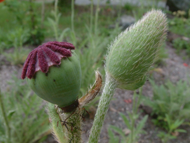 Papaver orientale 3