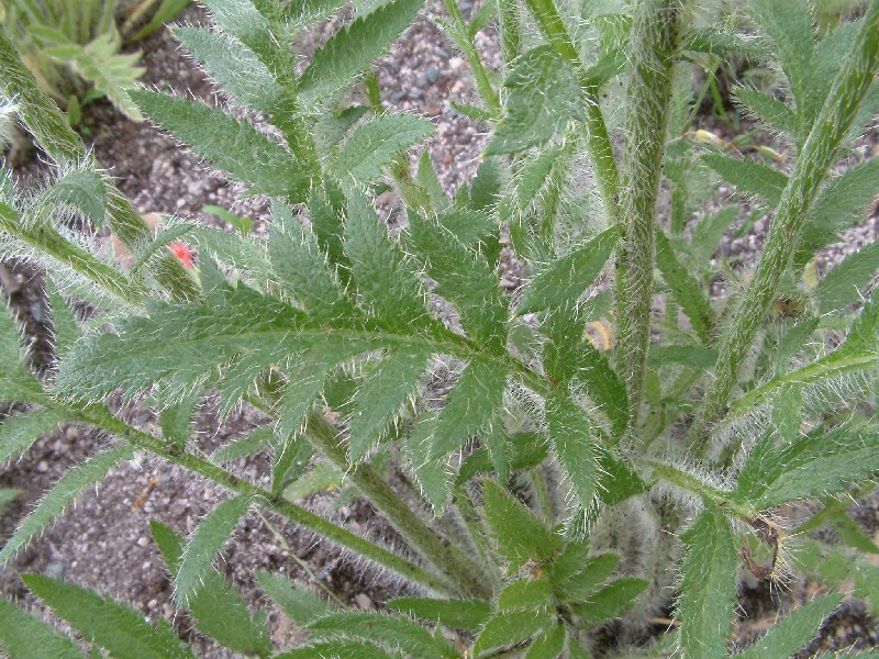 Papaver orientale 4