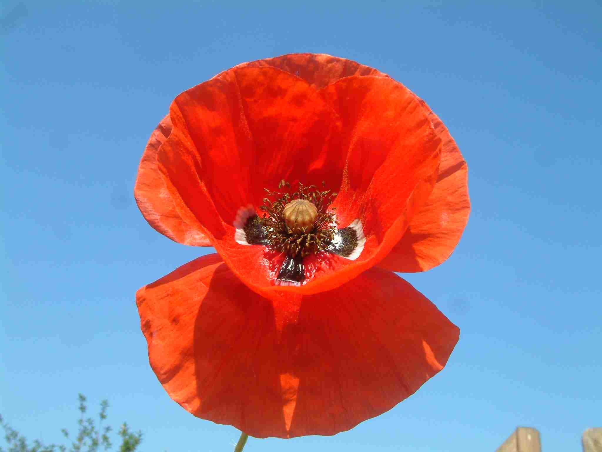 Papaver rhoeas 1