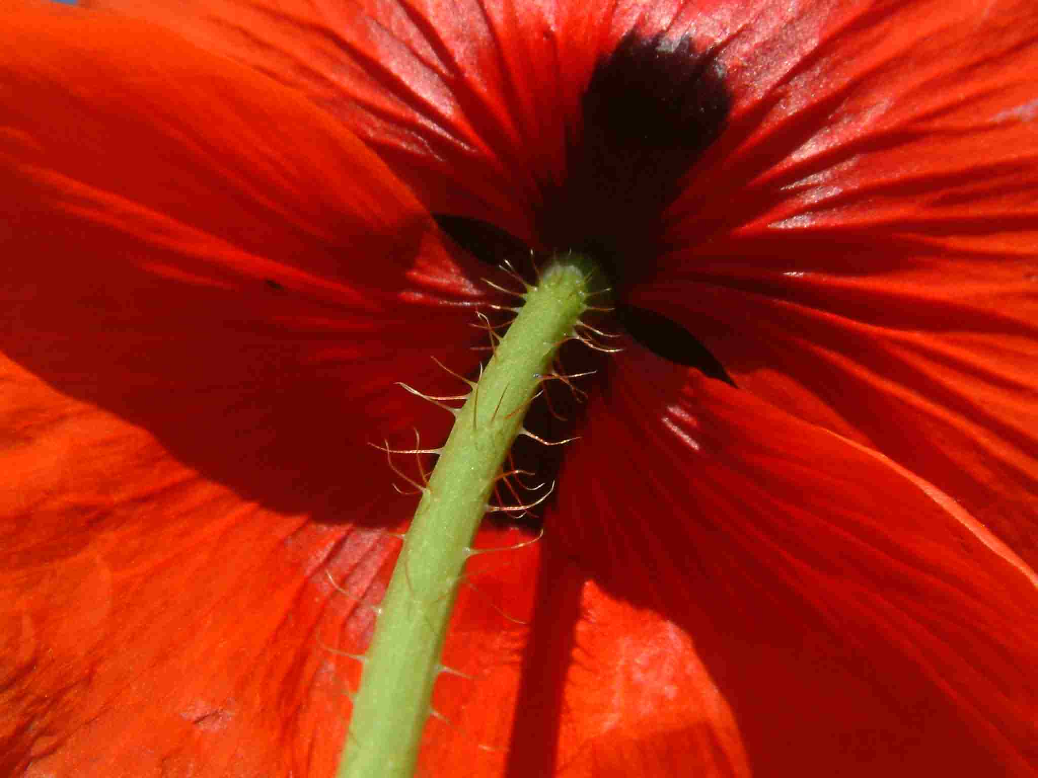 Papaver rhoeas 2