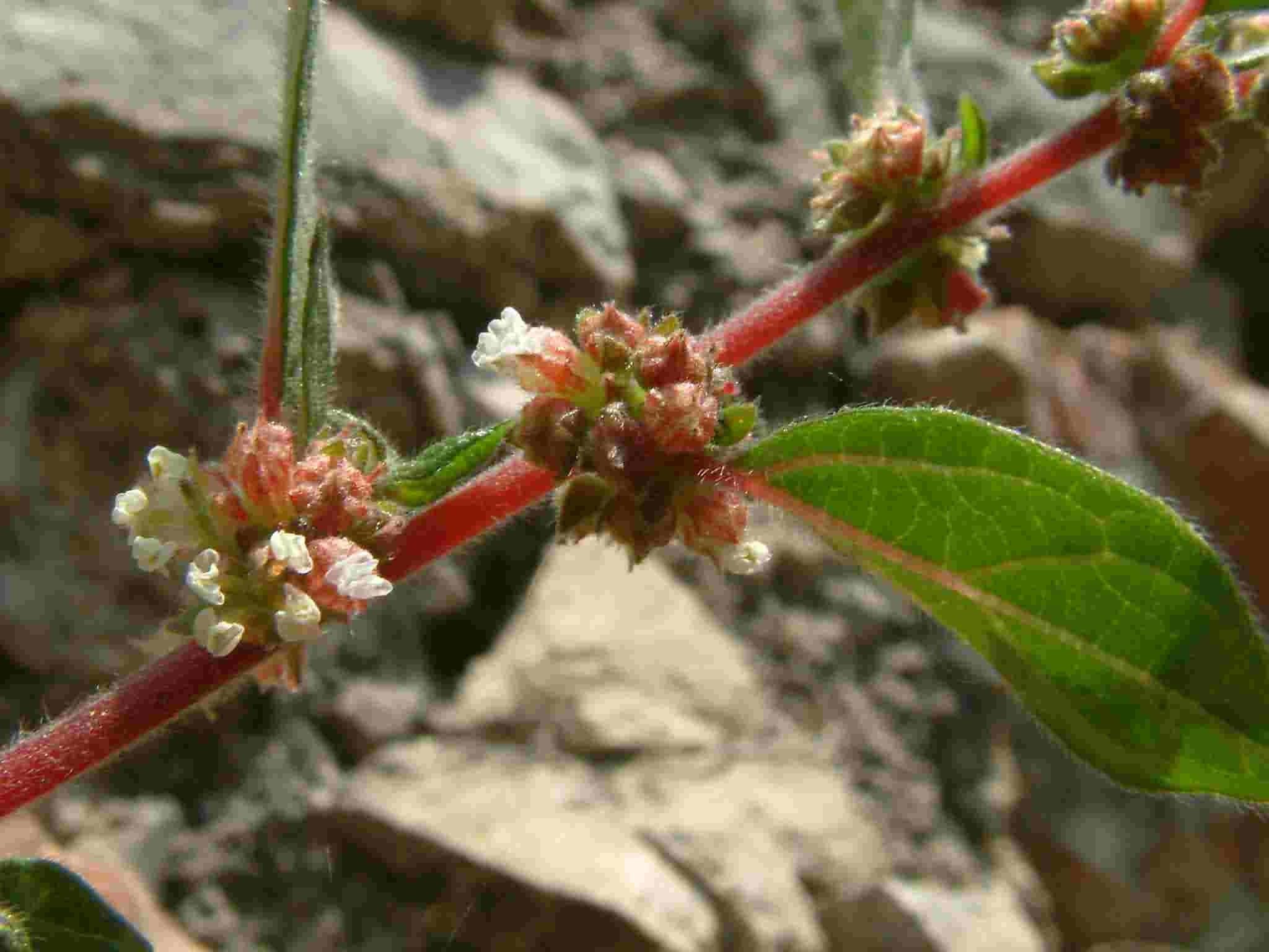 Parietaria judaica 2