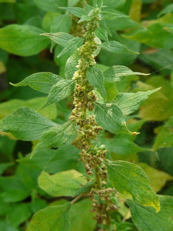 Parietaria officinalis 1