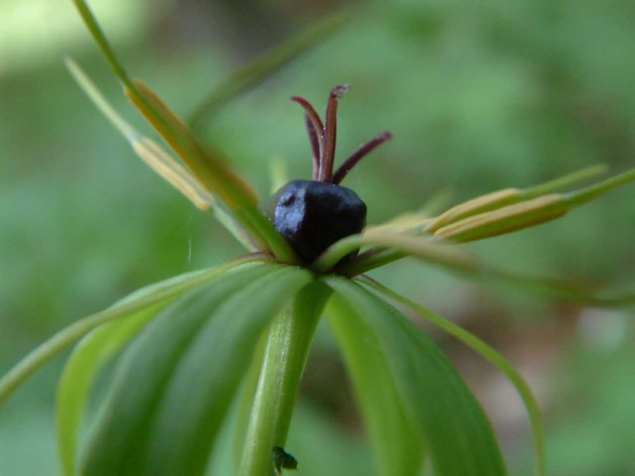 Paris quadrifolia 2