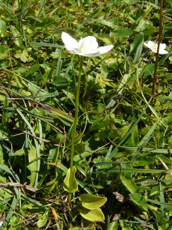 Parnassia palustris 1