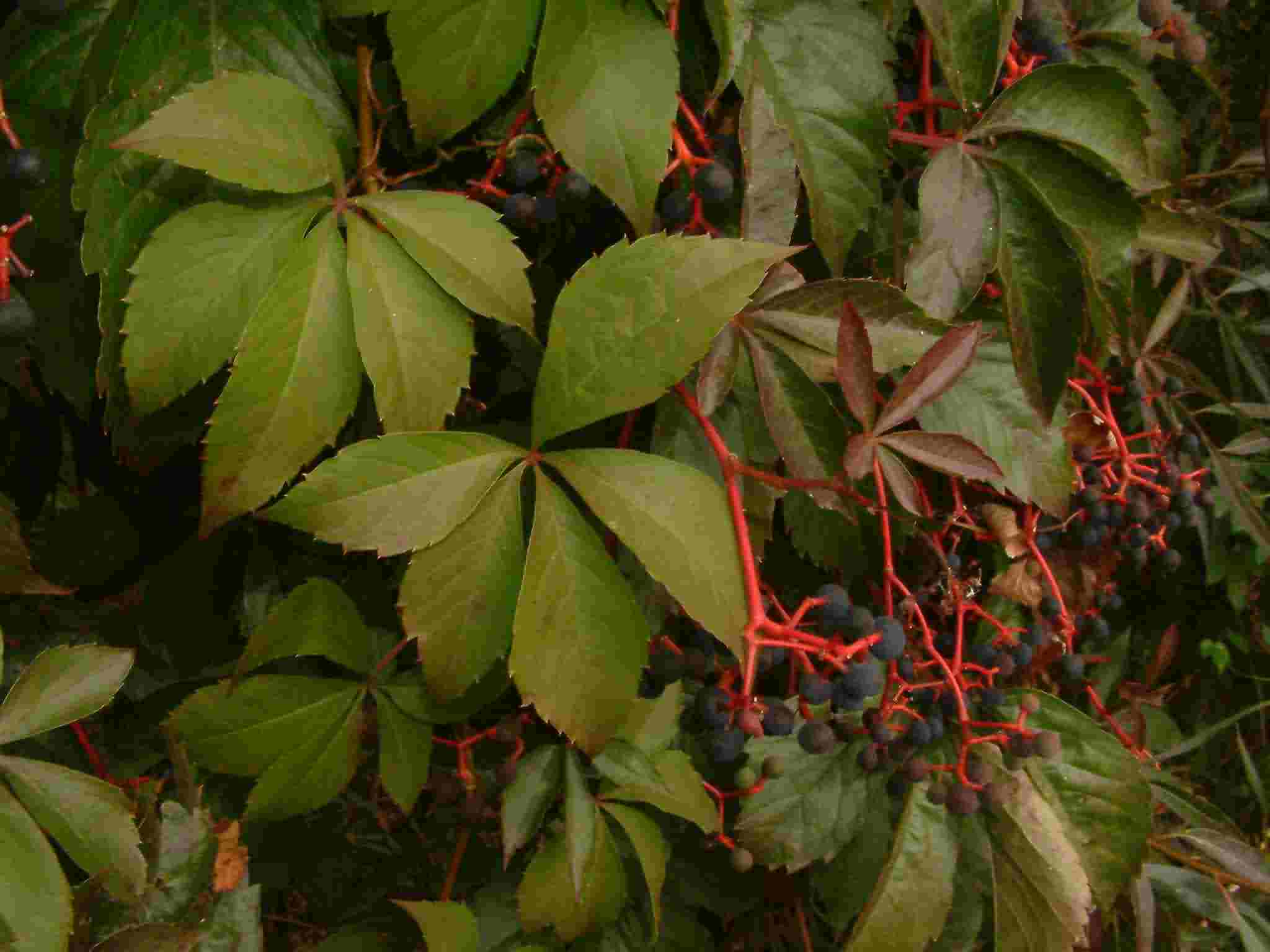 Parthenocissus inserta 1