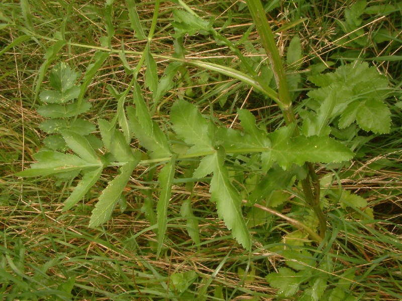 Pastinaca sativa 5