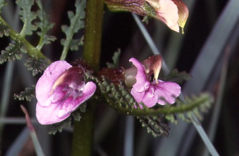 Pedicularis palustris 2