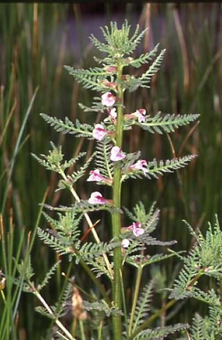 Pedicularis palustris 1