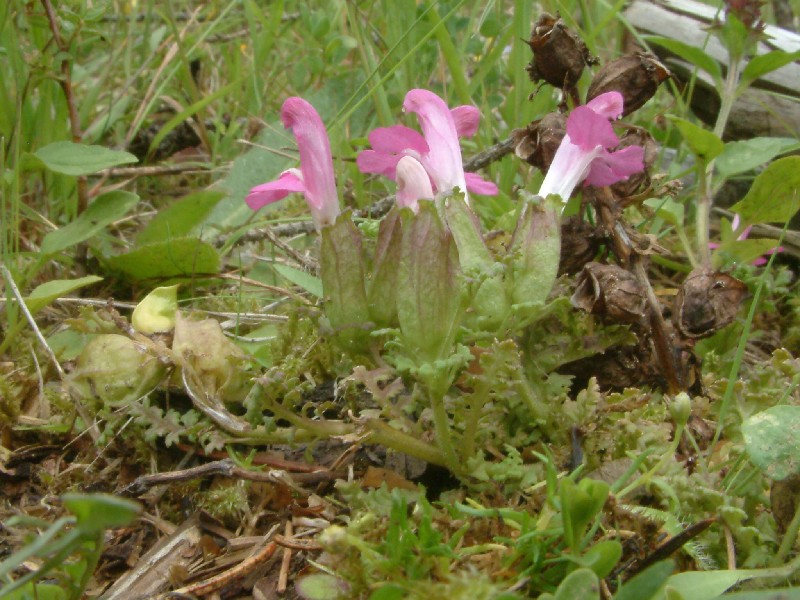 Pedicularis sylvatica 1