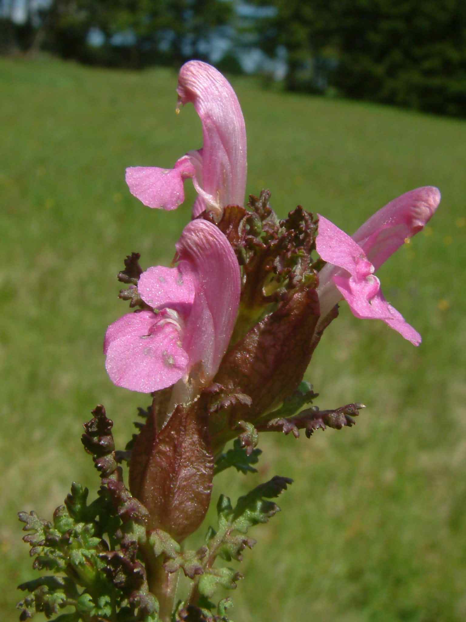Pedicularis sylvatica 2