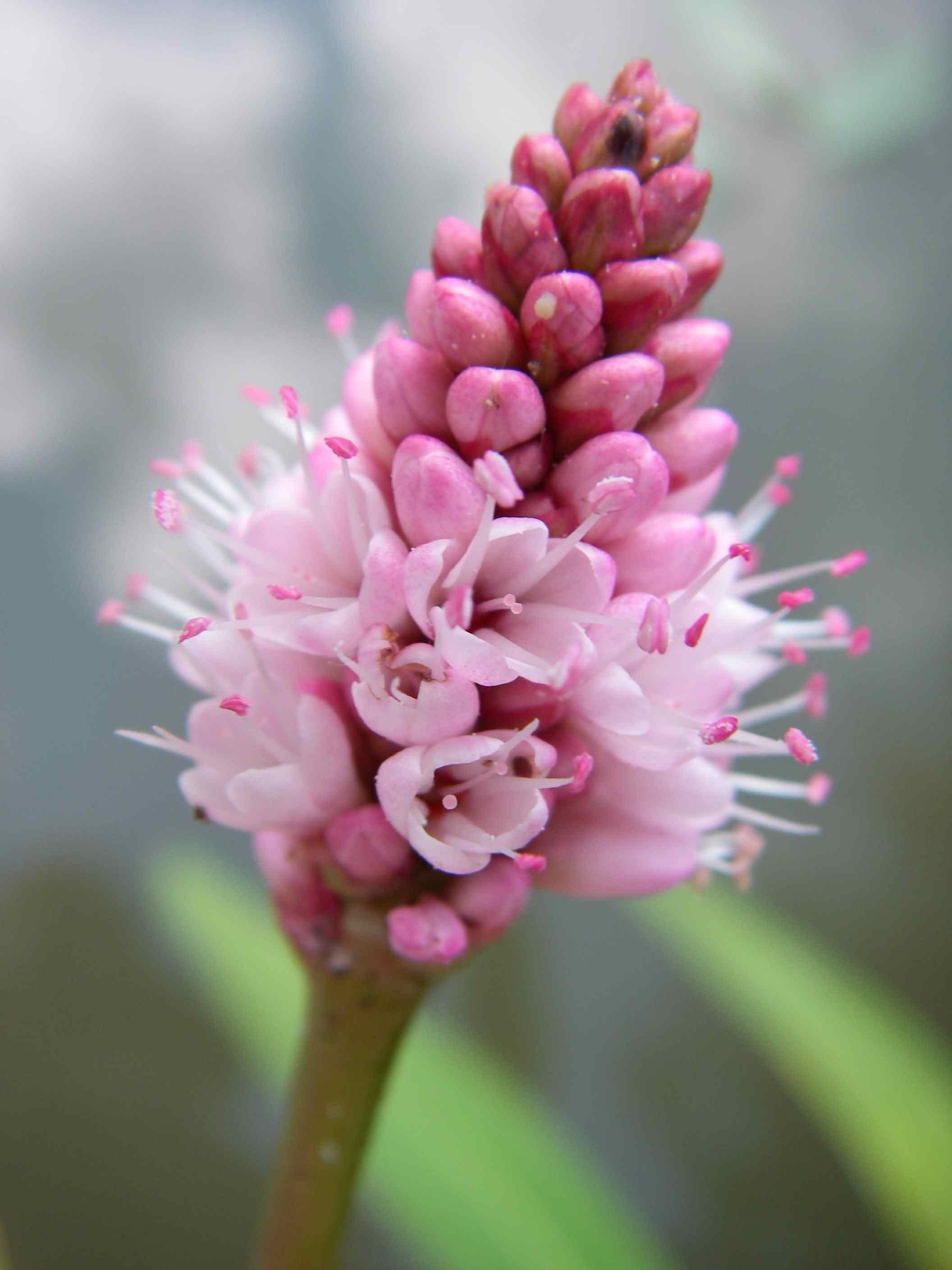 Persicaria amphibia 2