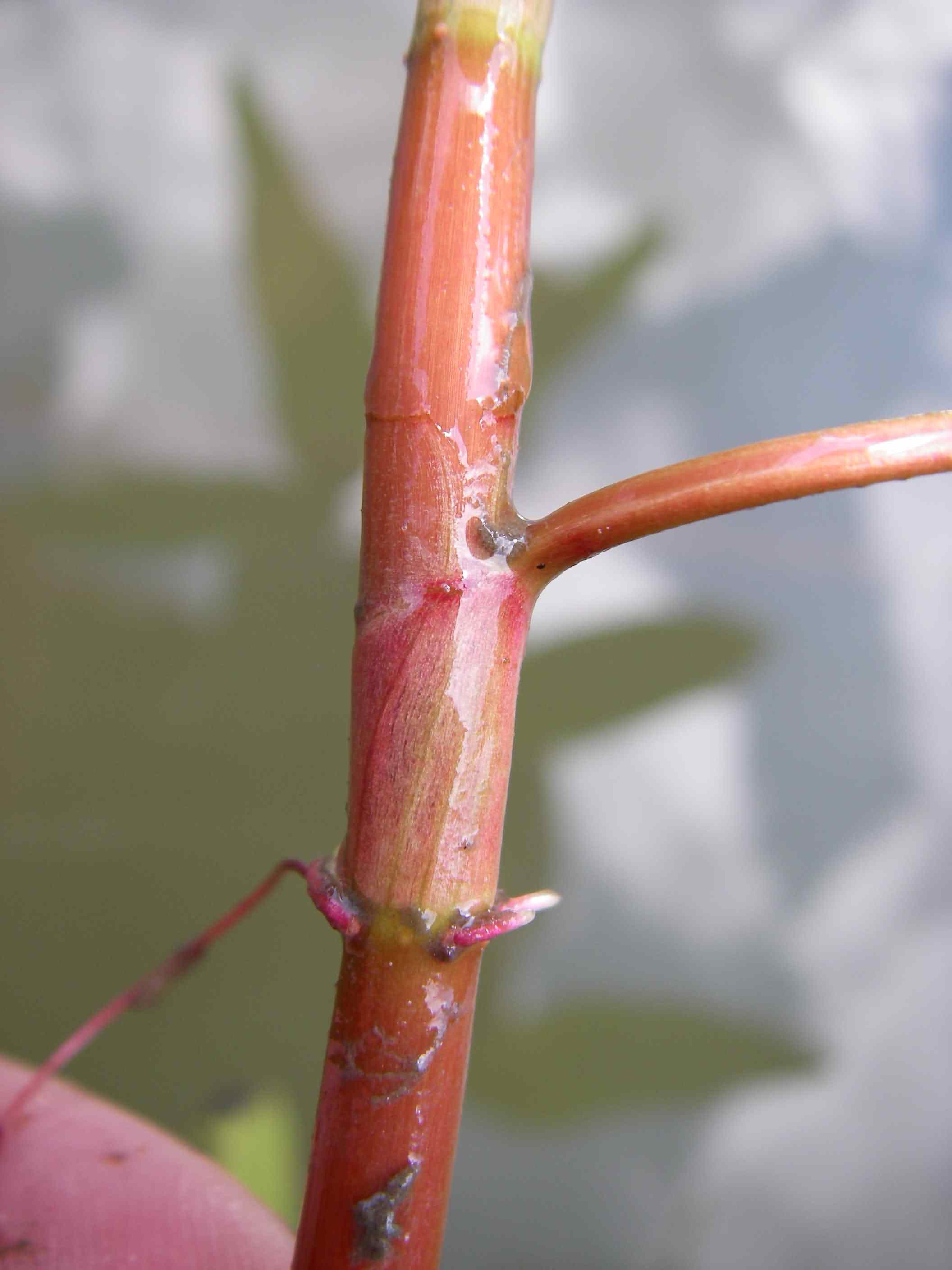 Persicaria amphibia 3