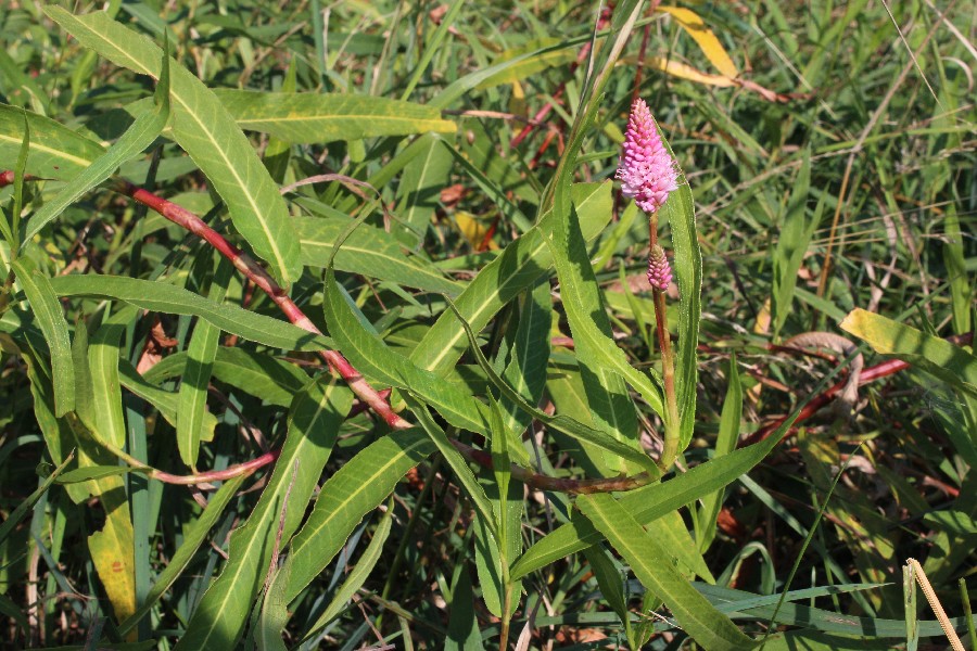 Persicaria amphibia 3