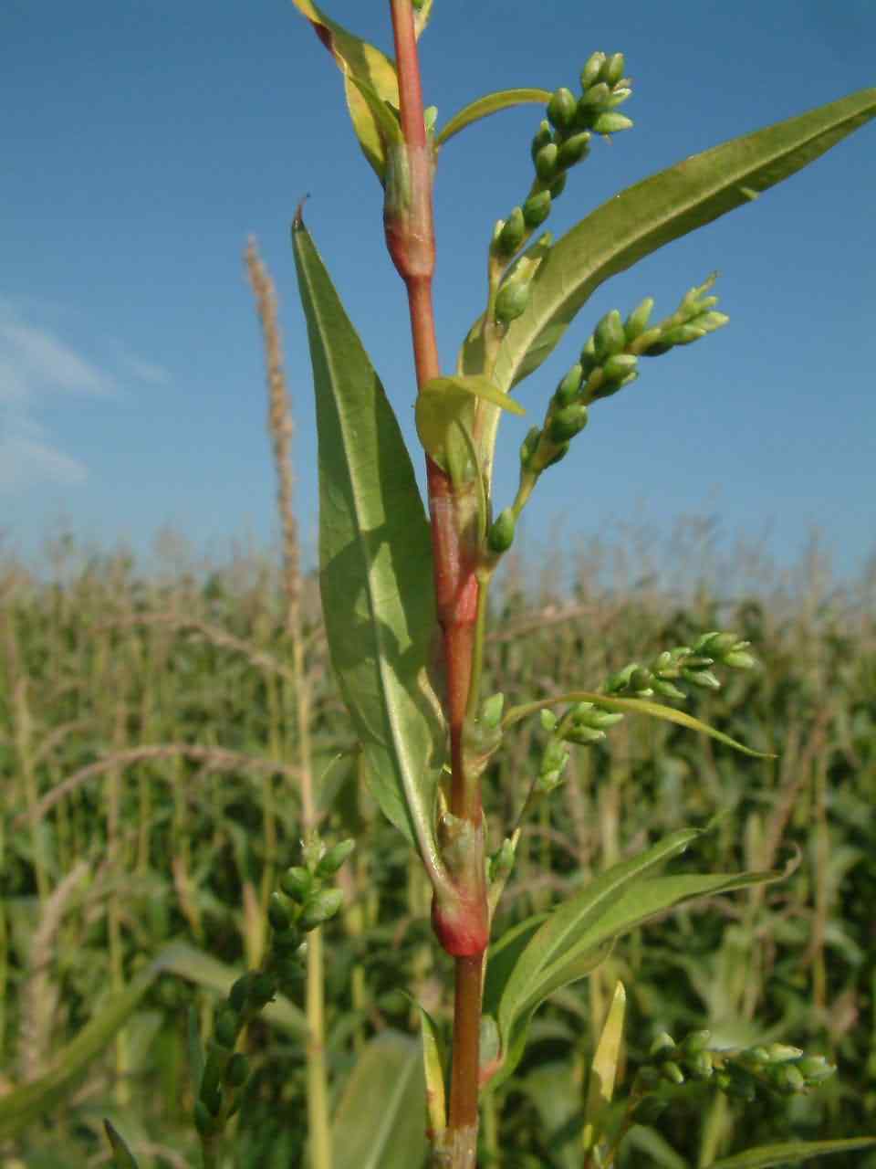 Persicaria hydropiper 2