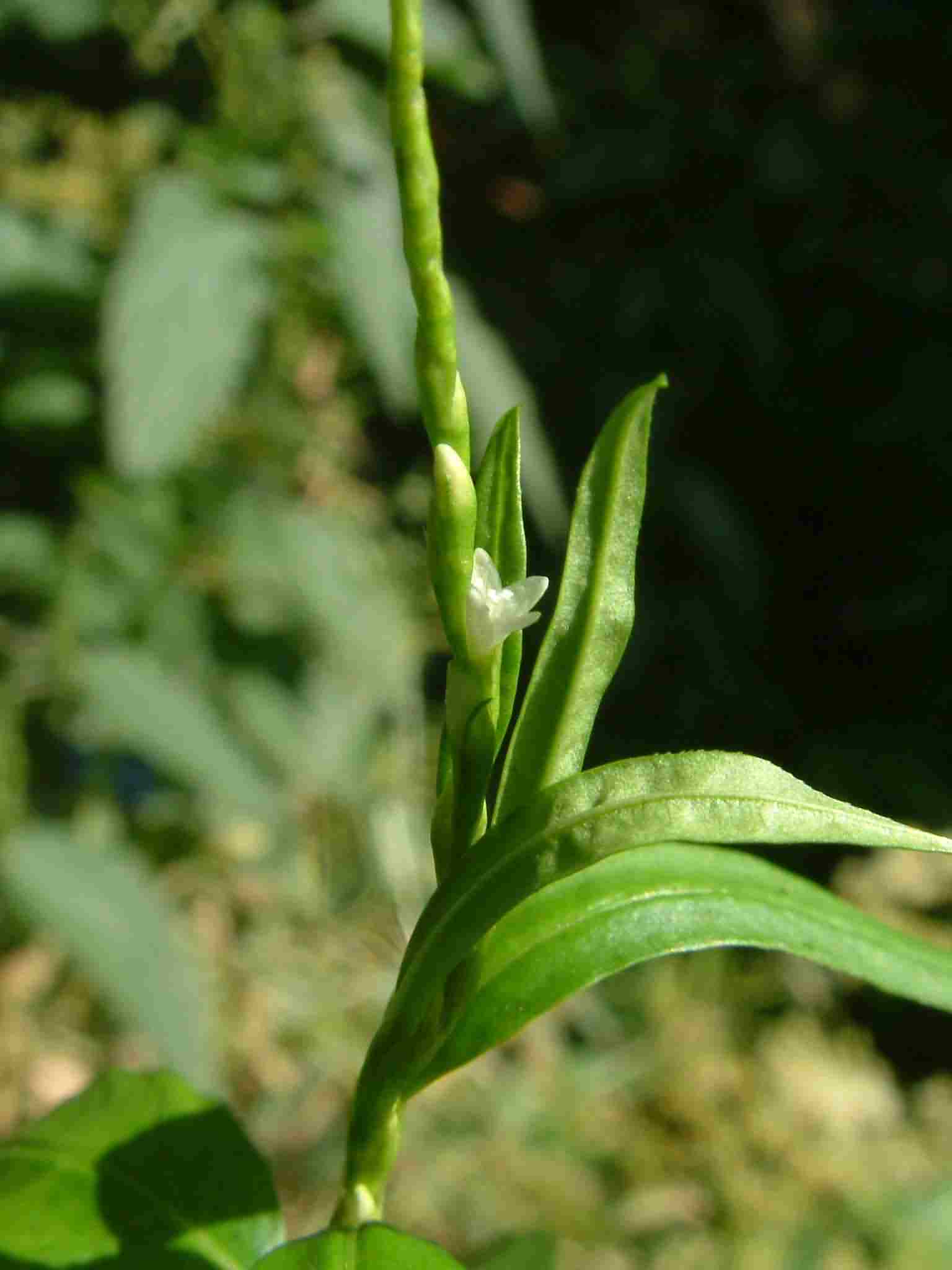 Persicaria hydropiper 1