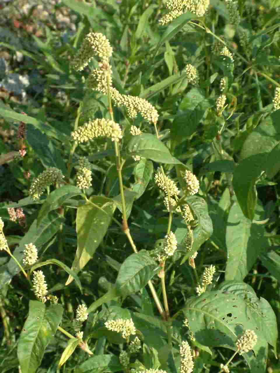 Persicaria lapathifolia 1