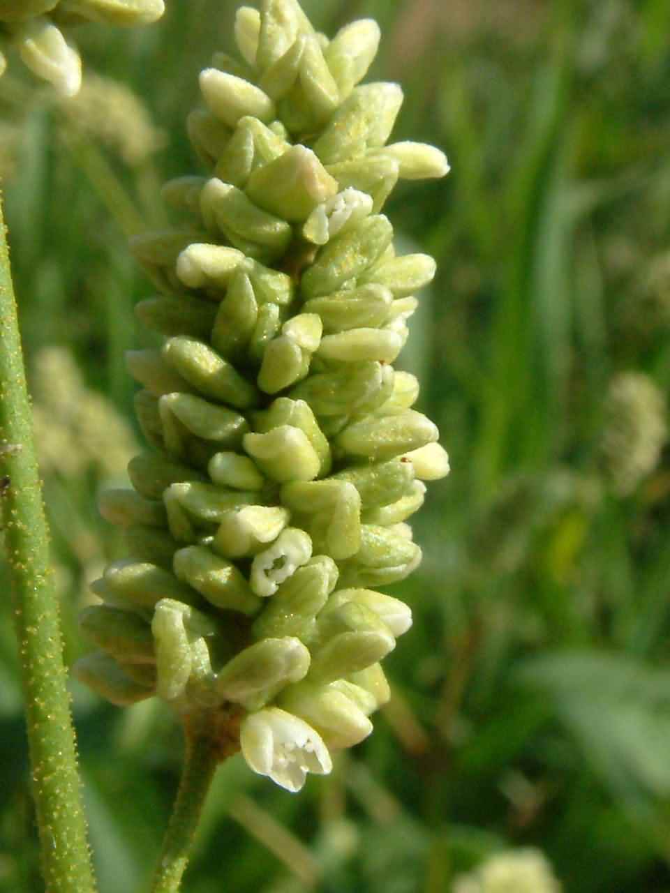 Persicaria lapathifolia 2