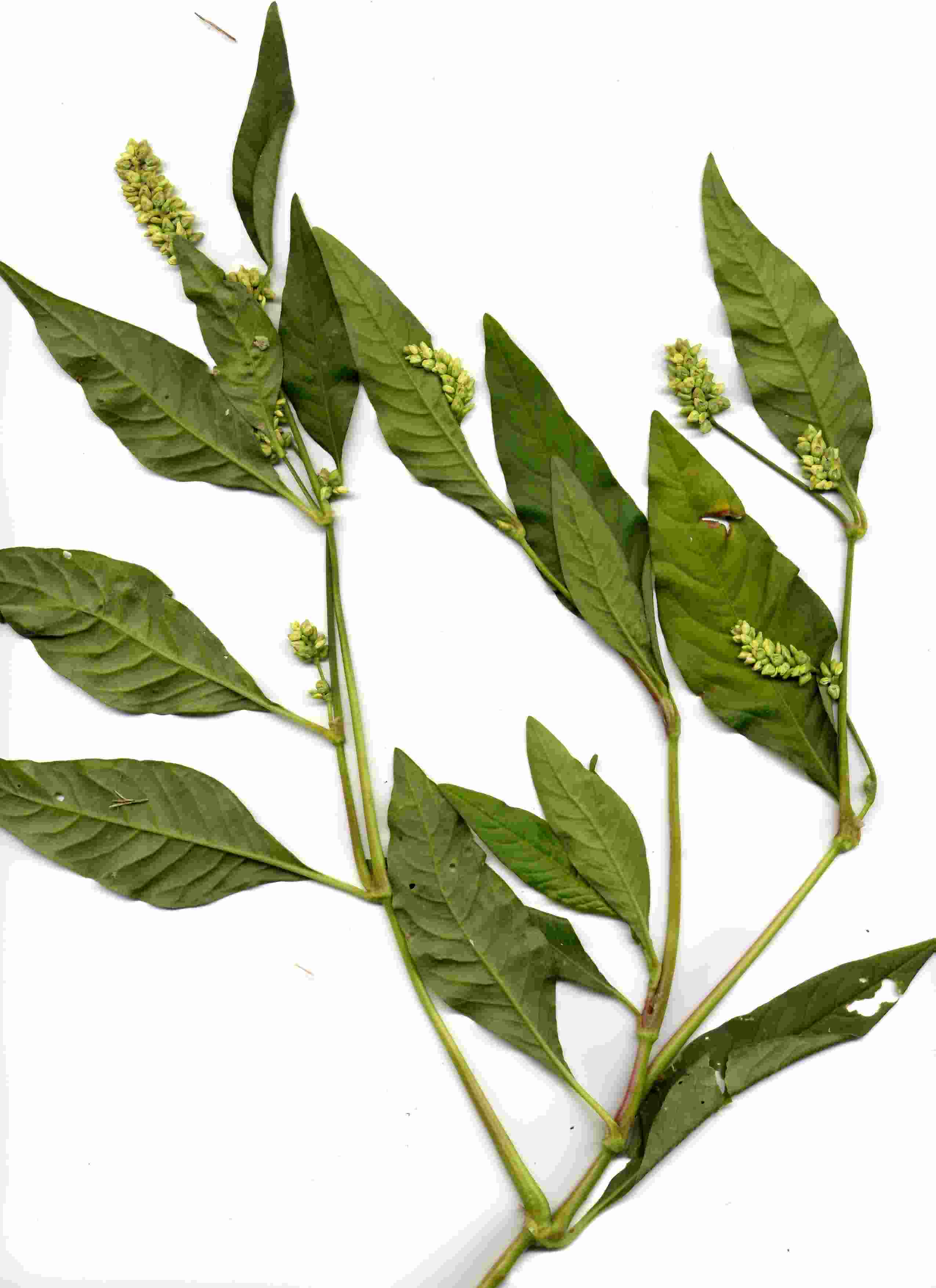 Persicaria lapathifolia 3
