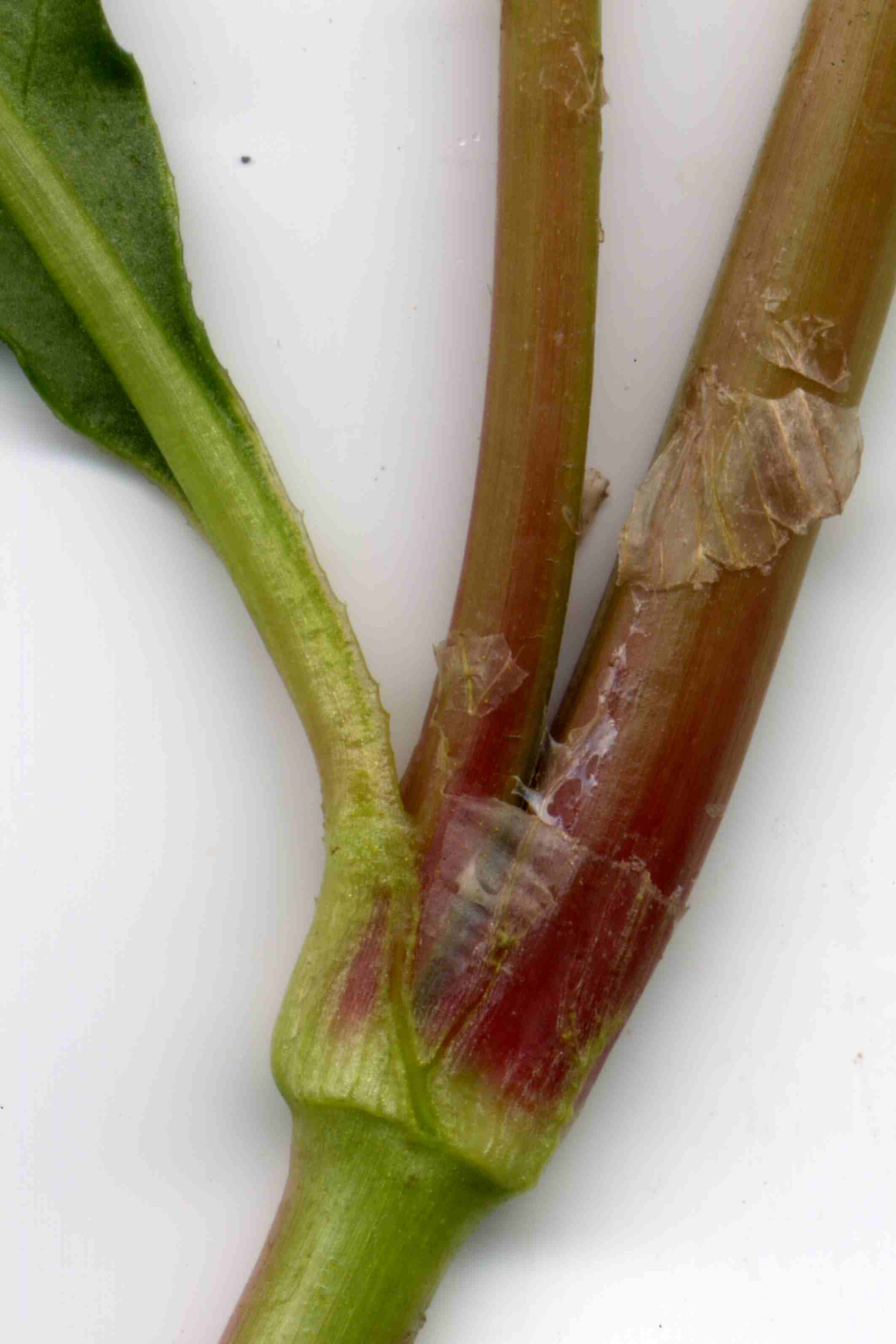 Persicaria lapathifolia 4