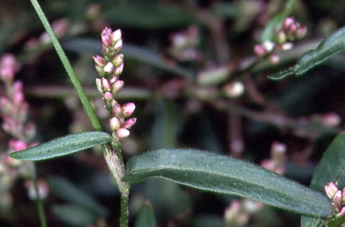 Persicaria minor 1