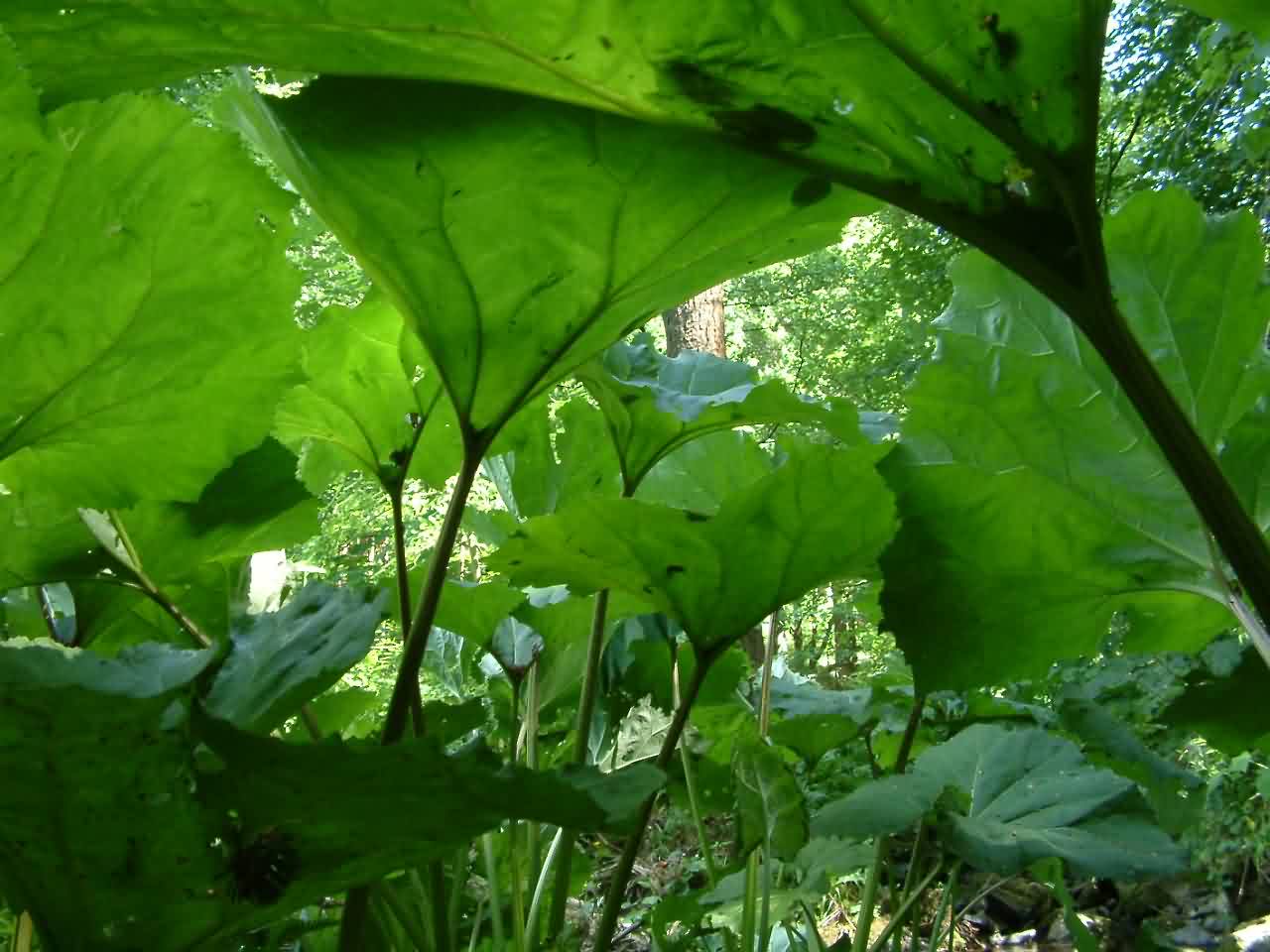 Petasites hybridus 1