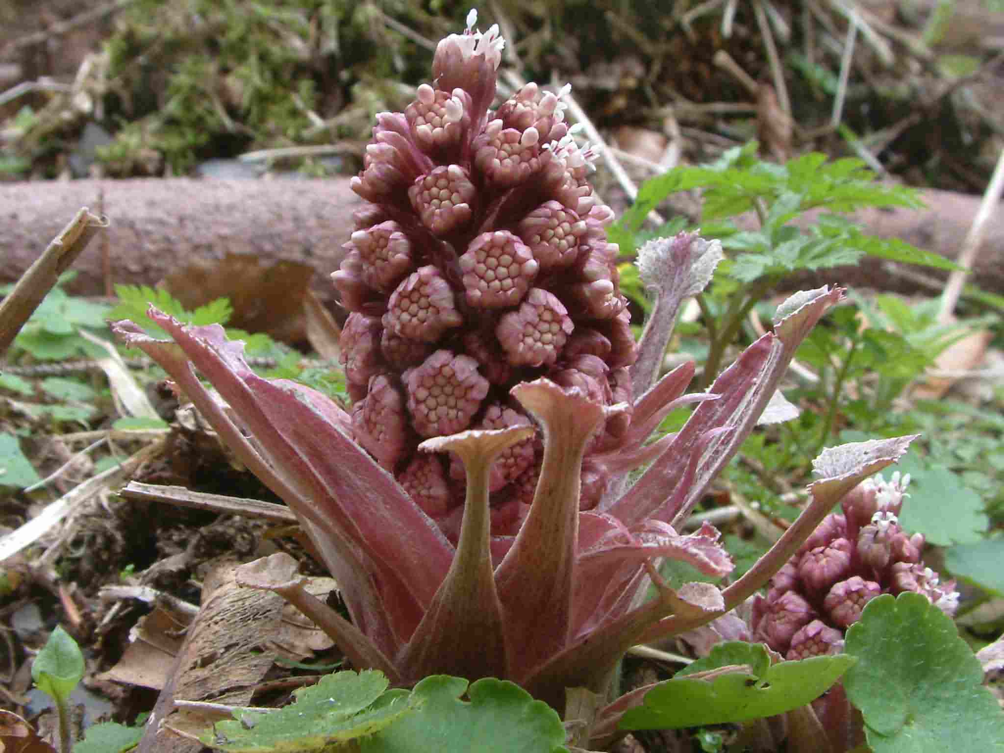 Petasites hybridus 2