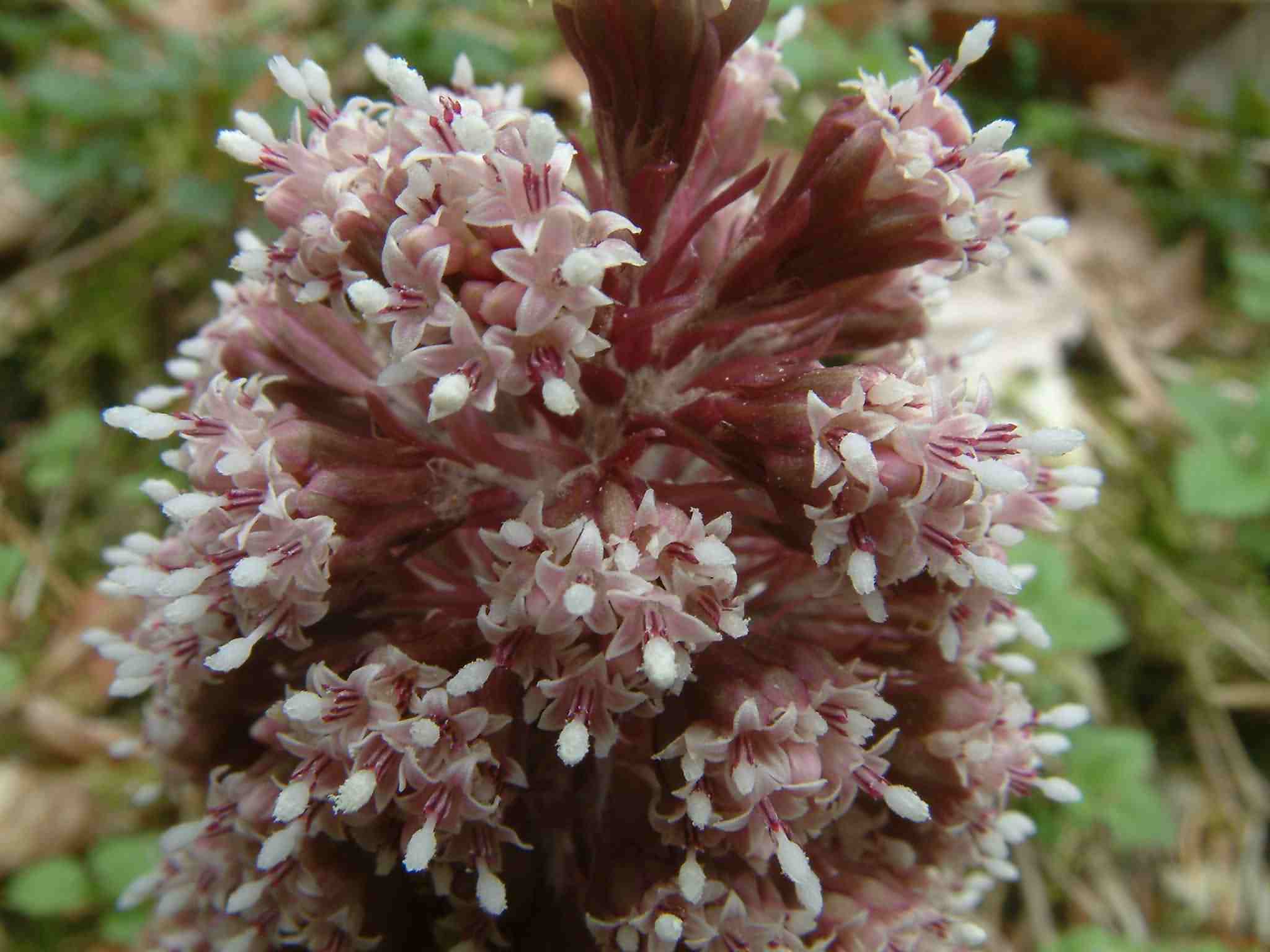 Petasites hybridus 3