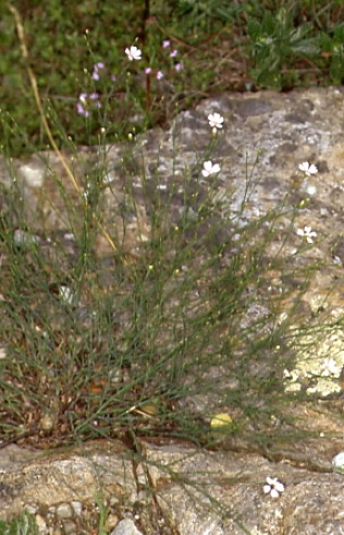 Petrorhagia saxifraga 1