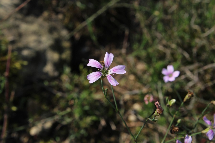 Petrorhagia saxifraga 2