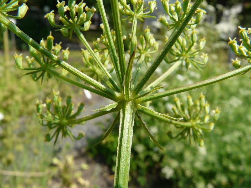Peucedanum alsaticum 2
