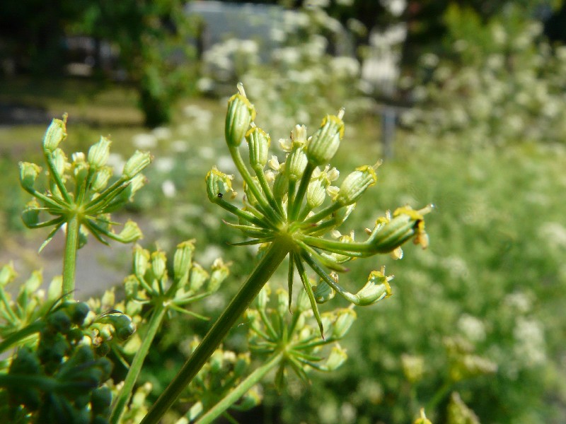 Peucedanum alsaticum 3