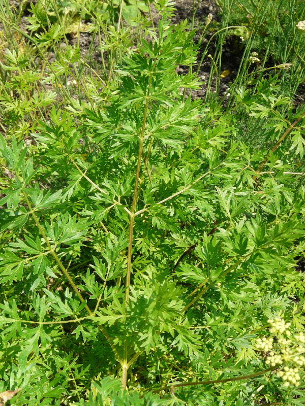 Peucedanum alsaticum 4