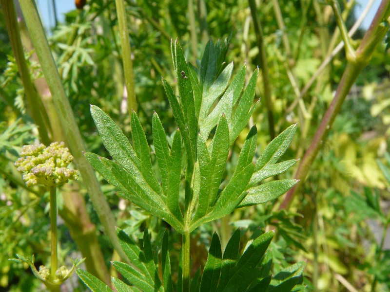 Peucedanum alsaticum 5