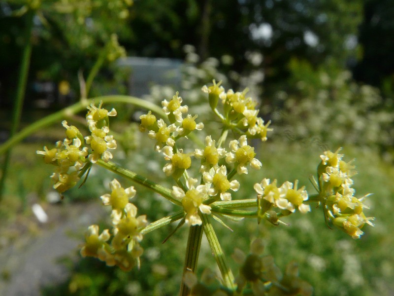 Peucedanum alsaticum 1