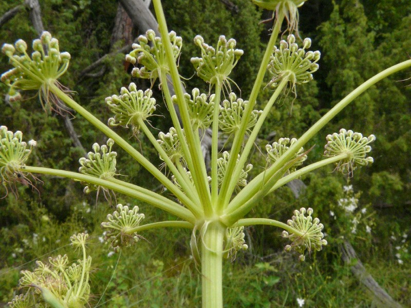 Peucedanum cervaria 1