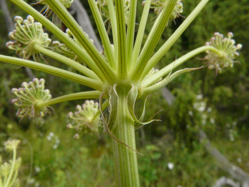 Peucedanum cervaria 2