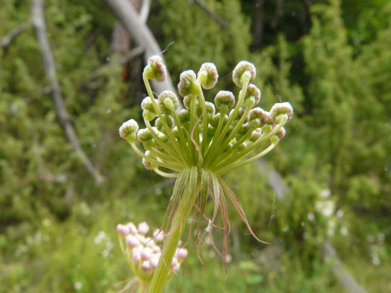 Peucedanum cervaria 3